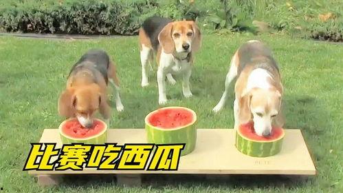 娱乐吃瓜酱小狗,揭秘娱乐圈那些不为人知的趣事