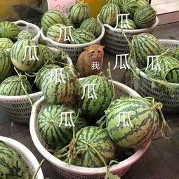 娱乐吃瓜酱吃到自己的瓜,娱乐吃瓜酱意外吃到自己的瓜