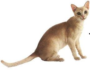 娱乐吃瓜酱猫叫,揭秘娱乐圈那些不为人知的秘密